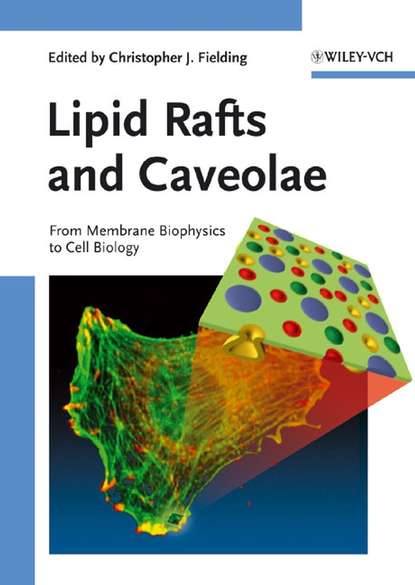 Скачать книгу Lipid Rafts and Caveolae