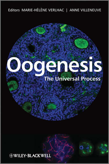 Скачать книгу Oogenesis