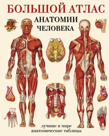 Скачать книгу Большой атлас анатомии человека. Лучшие в мире анатомические таблицы