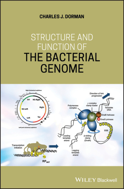 Скачать книгу Structure and Function of the Bacterial Genome