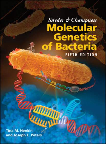 Скачать книгу Snyder and Champness Molecular Genetics of Bacteria
