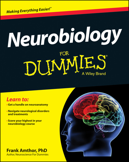 Скачать книгу Neurobiology For Dummies