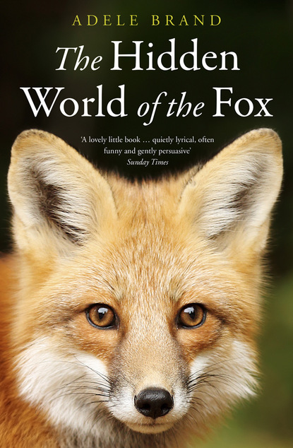 Скачать книгу The Hidden World of the Fox