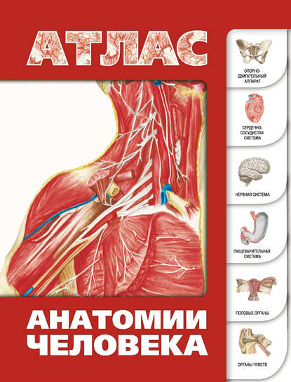Скачать книгу Атлас анатомии человека