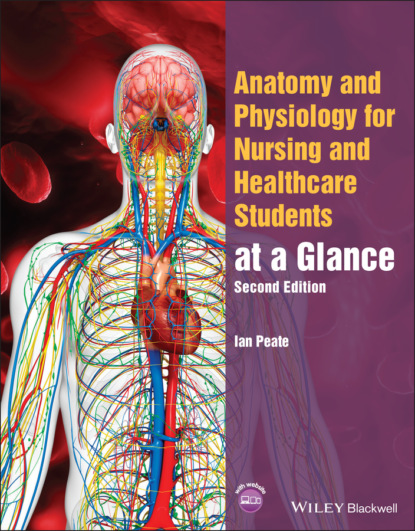 Скачать книгу Anatomy and Physiology for Nursing and Healthcare Students at a Glance