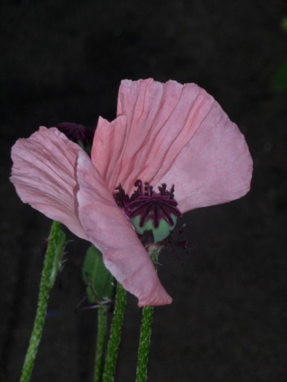 Скачать книгу Steter Wind