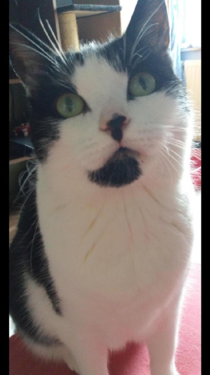 Скачать книгу Mein Leben als Sunny - Meine Miauographie