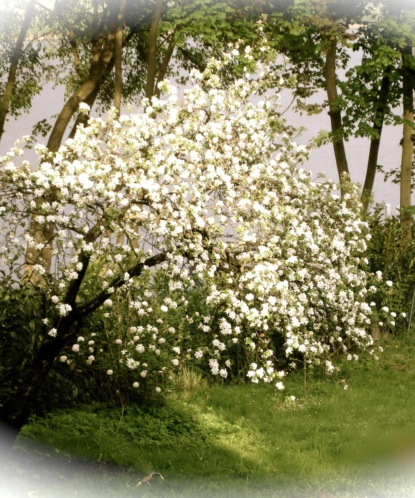 Скачать книгу Ich war immer ein Pfirsich