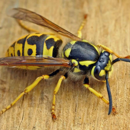 Скачать книгу FAQ: Что произойдет, если все осы исчезнут?