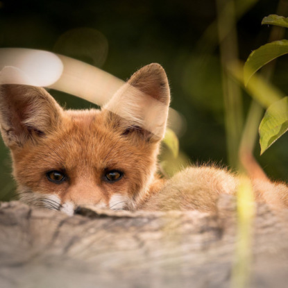 Скачать книгу FAQ: Способны ли животные обманывать?