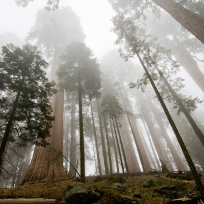 Скачать книгу FAQ: Как высоко может вырасти дерево?