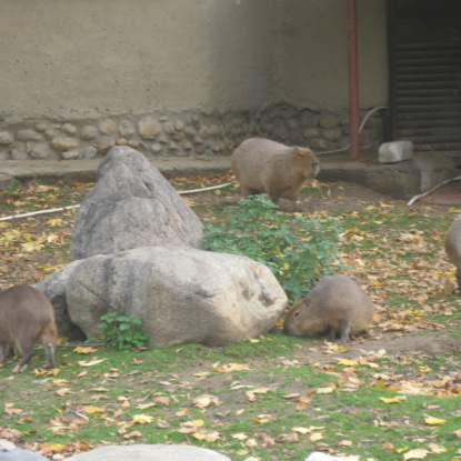 Скачать книгу Наши домашние питомцы