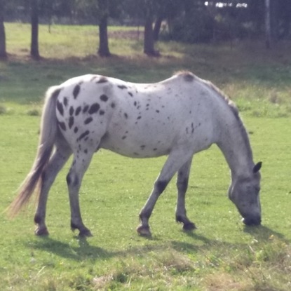 Скачать книгу Веган