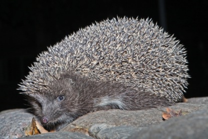 Скачать книгу Карельская, лезгинская, ненецкая и тофаларская народные сказки