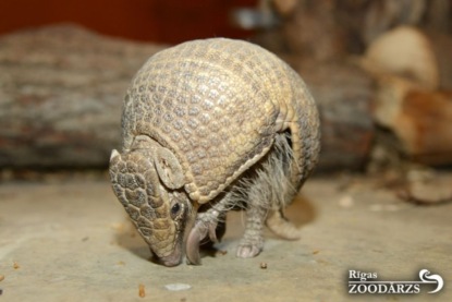 Скачать книгу Редьярд Киплинг - "Рикки-Тикки-Тави". 2 часть. "Откуда взялись Броненосцы"