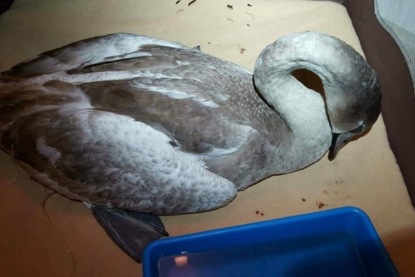 Скачать книгу Ханс Кристиан Андерсен - "Дикие лебеди"