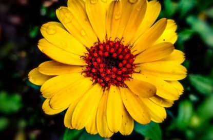 Скачать книгу Сказки о растениях и животных из разных стран