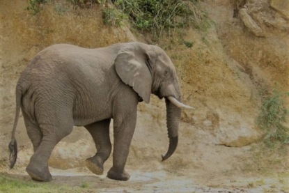 Скачать книгу Редьярд Киплинг - "Слоненок"