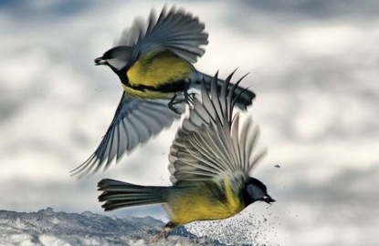 Скачать книгу Виталий Бианки - "Синичкин календарь" и "Зимнее летечко"