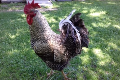 Скачать книгу "Златовласка" в пересказе Карела Яромира Эрбена и народные сказки