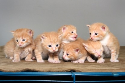 Скачать книгу Виталий Бианки - сказки о зверях и звериные истории