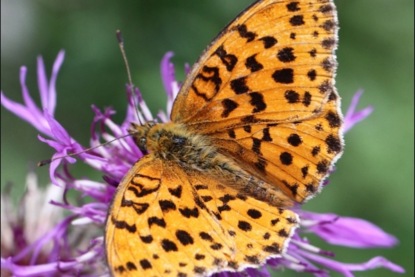 Скачать книгу Андрей Платонов. "Разноцветная бабочка"