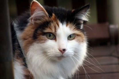 Скачать книгу Эрнест Сетон-Томпсон. "Королевская Аналостанка"