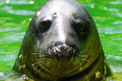 Скачать книгу Морские сказки Юнаса Ли