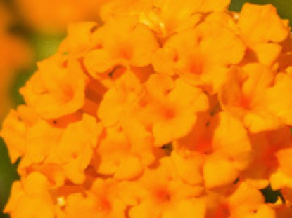 Скачать книгу Ступенька «Тиферет» (красота и гармония)