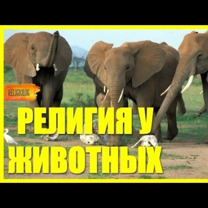Скачать книгу 049 РЕЛИГИЯ У ЖИВОТНЫХ - ритуальное поведение у обезъян, слонов, дельфинов. Религиоведение. Религиолог