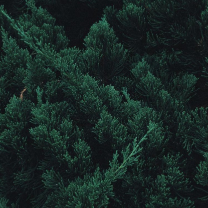 Скачать книгу Малыш-Шелли