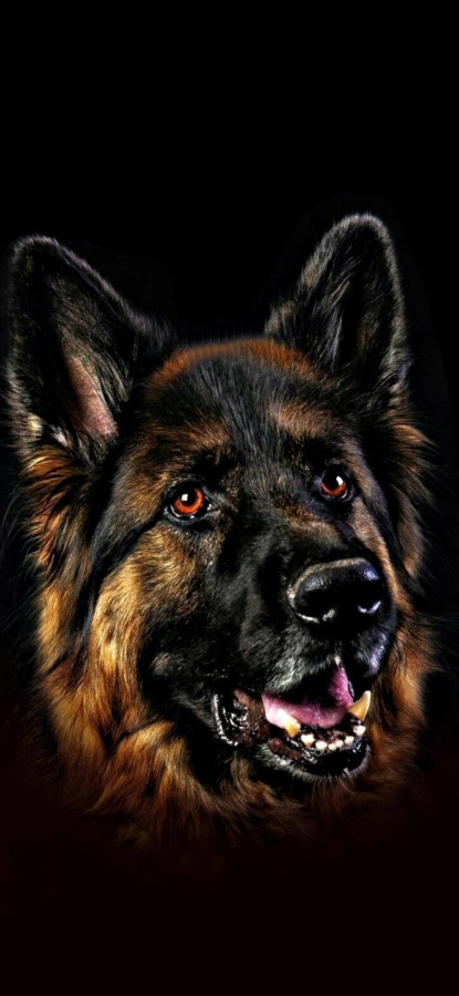 Скачать книгу Кормление беременной и лактирующей суки. Рационы кормления щенков крупных пород собак.