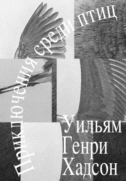 Скачать книгу Приключения среди птиц