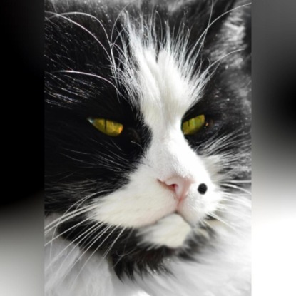 Скачать книгу Похождения кота Тишки