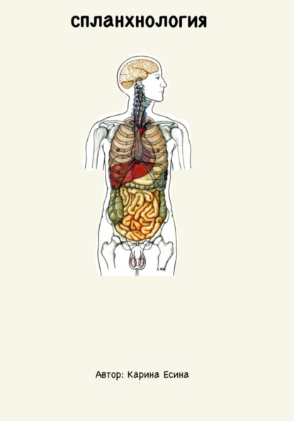 Скачать книгу Спланхнология: анатомия внутренних органов