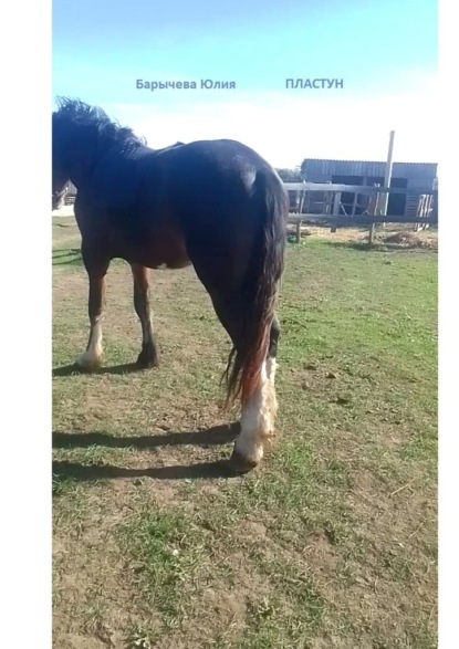 Скачать книгу Пластун