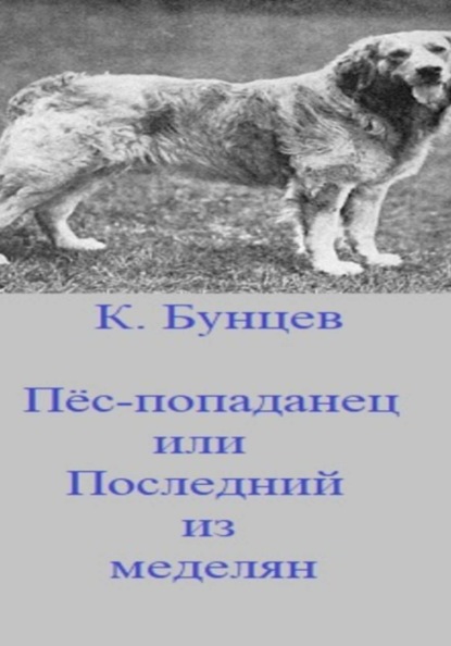 Пёс-попаданец, или Последний из меделянок
