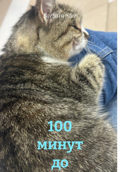 Скачать книгу 100 минут до конца