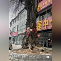 ПРОКЛЯТИЕ КИТАЙСКОЙ МАТЕРИ