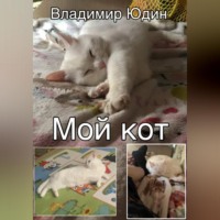 Мой кот