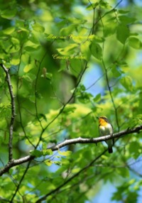 Стихи в небо