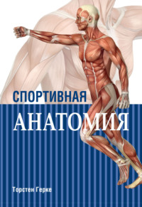 Спортивная анатомия