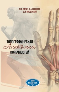 Топографическая анатомия конечностей