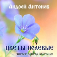 Цветы полевые