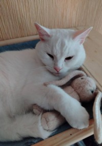Кошка Салли: Любовь в абсолютной тишине