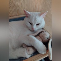 Кошка Салли: Любовь в абсолютной тишине