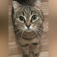 Кошка Дуся: Колючий шарм мадам Укус