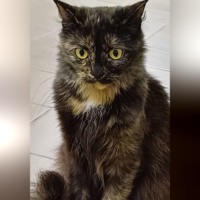Кошка Корица: Музыкальная муза черепахового счастья