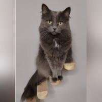 Кошка Ру: Плюшевая графиня приюта