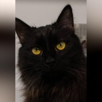 Кошка Бэлла: Угольная королева приюта